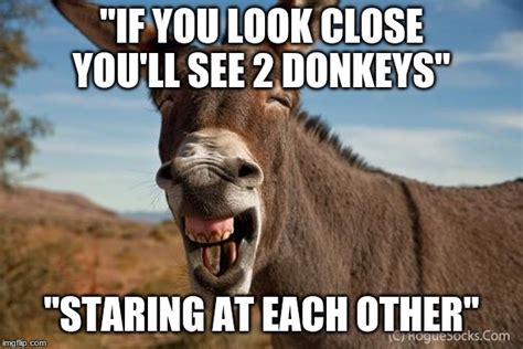 2 Donkeys Staring At Each Other Imgflip