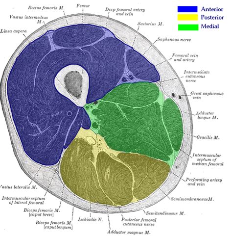 Upper Thigh Muscles Ct Anatomy Muscles Of The Thigh Anterior