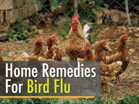 Everything You Need To Know About The Common Cold And Flu Safe Home Diy