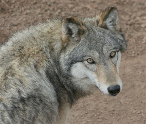 Colorado Wolf And Wildlife Center Home Nông Trại Vui Vẻ Shop