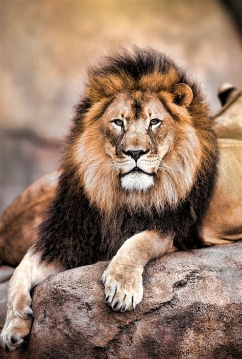 222 Best Images About Lion Of Judah On Pinterest A Lion