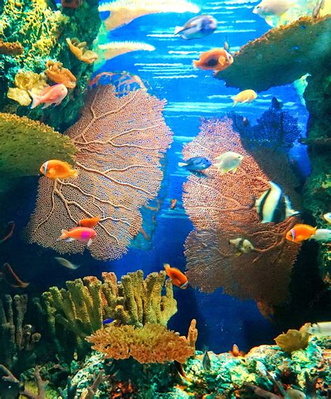 Foto Da Vida Marinha Coral Mundo Subaquático Fundo Solo Oceânico