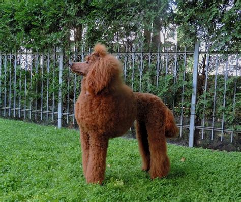Our akc standard poodle puppies are of such high quality, 2 have been chosen by guide dogs of the desert to help develop their standard poodle breeding program. Red Standard Poodle Puppies For Sale In Nc