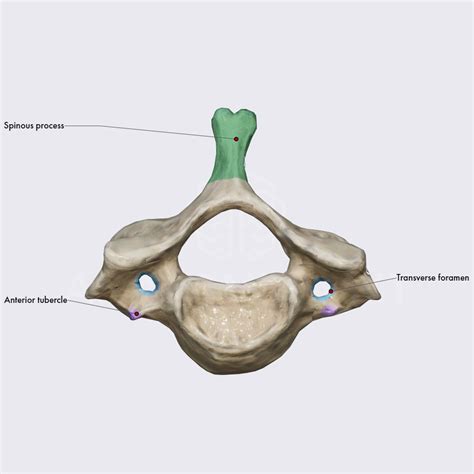 Vertebra Prominens C Vertebrae Spine And Back Anatomy App Learn Anatomy D Models