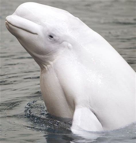 Beluga Whale Beluga Whale Beluga Ocean Animals