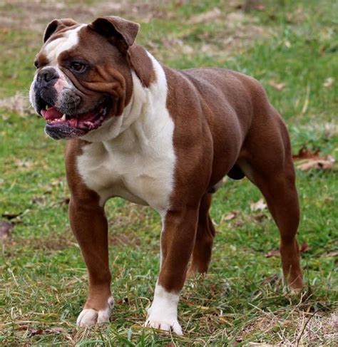 Pozie English Bulldog Boston Terrier Mix Puppies For Sale