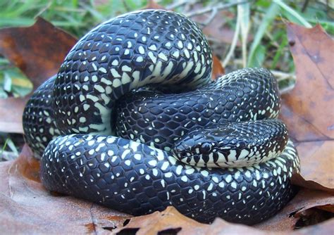 Kingsnake Com Photo Gallery Reptiles And Amphibians