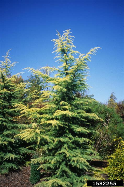 Golden Himalayan Cedar Cedrus Deodara Aurea