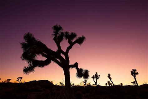 When Is The Best Time To Visit Joshua Tree National Park