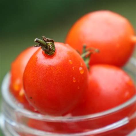 Riesentraube Tomato Organic Seed Savers Exchange