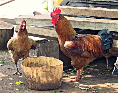 Free Images Bird Farm Rural Chicken Fowl Fauna Rooster Poultry