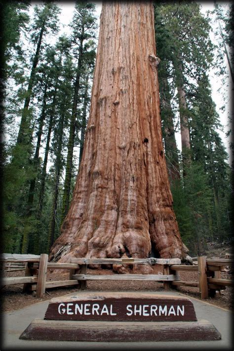 General Sherman Yes Thats The Name Of The Tree In The Sequoia