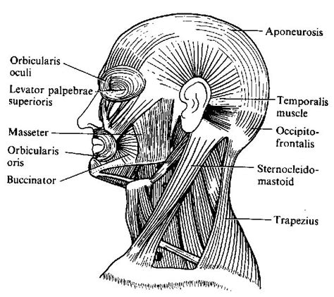 Human Anatomy Muscles Of The Head Human Muscle Anatomy Head Muscles