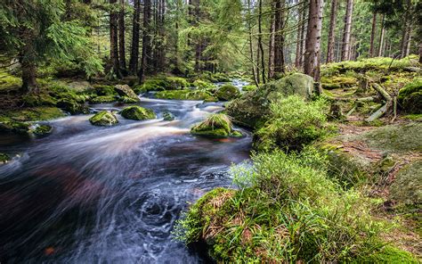 Mountain Stream Rocks Forest With Pine Trees Green Moss Bushes Best Hd