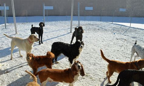 Animal Tracks Veterinary Service Viroqua Wi Doggy Daycare