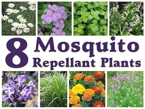 Mosquito Repellent Plants 25 Plants That Repel Mosquitoes
