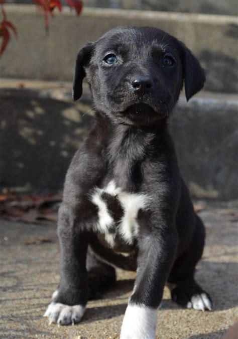 Black Lab Chihuahua Mix Puppy Pets Lovers