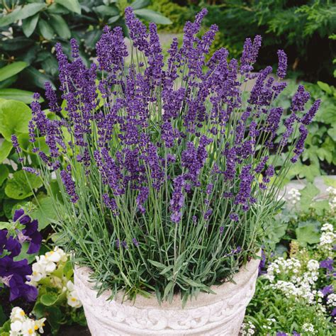 Dursley White Compact Lavender Angustifolia X40 Seeds Seeds And Bulbs