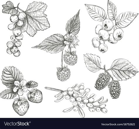 Sketch Berries Set Royalty Free Vector Image Vectorstock