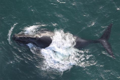 North Pacific Right Whale Noaa Fisheries