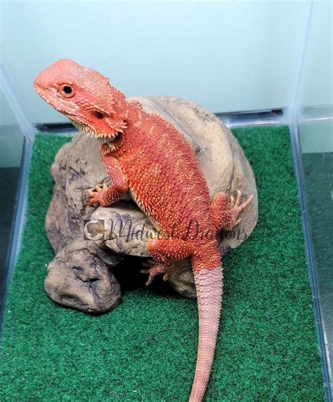 Red Hypo Trans Female Central Bearded Dragon By Midwest Dragons