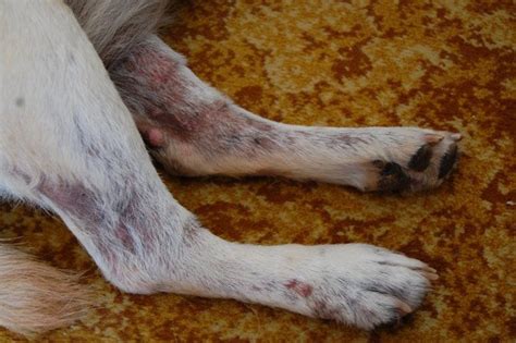 Types Of Dog Allergies What Are Dogs Allergic To Crittersitca