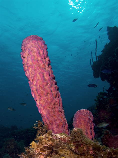 Fileaplysina Archeri Stove Pipe Sponge Pink Variation