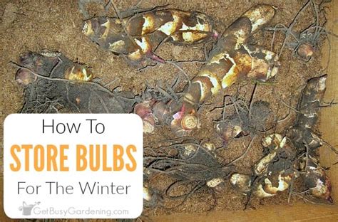 How to overwinter canna lily bulbs. How To Store Bulbs For The Winter - Get Busy Gardening
