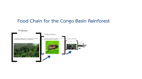 Food Chain For The Congo Basin By Alexander Wettrich On Prezi