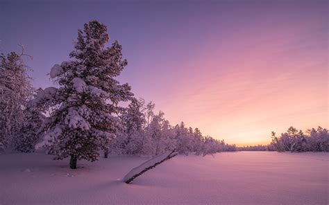 Frosty Sunrise Forest 4k Wallpapers Hd Wallpapers Id