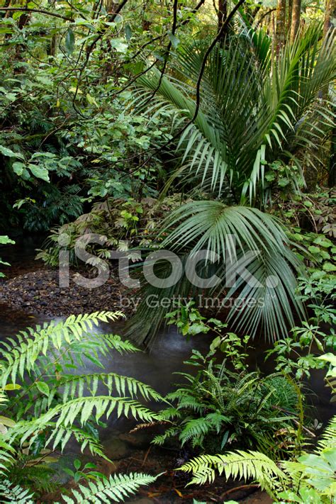Jungle Stock Photo Royalty Free Freeimages
