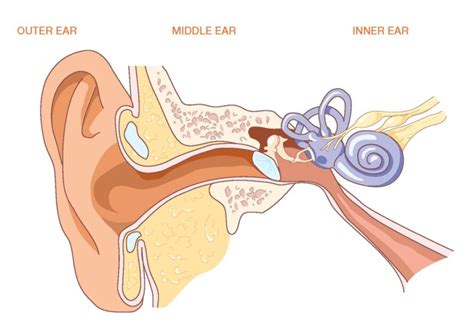 Ear Diagram Unlabeled 101 Diagrams