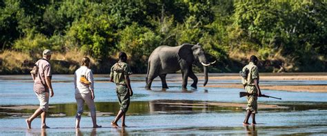 South Luangwa National Park Sima Safari