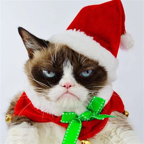 Instagram Post By Grumpy Cat Dec 6 2017 At 811pm Utc Grumpy Cat