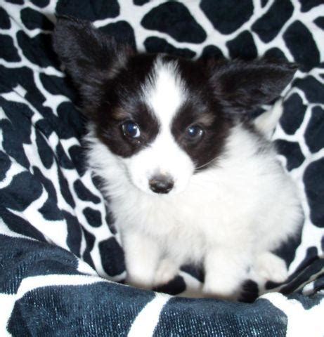 Papillons love being the center of attention and don't like being away from their human companions for long periods of time. AKC Papillon Puppies for Sale in Eureka, Kansas Classified ...