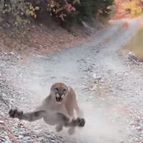 Cougar Guy Tells The Story Behind His Viral Video