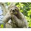 Video Of Sloth Giving Birth In Costa Rica Goes Viral – The Tico Times 