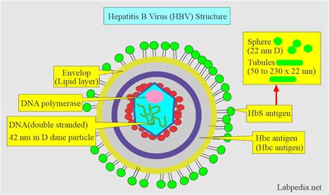 Hepatitis B Virus Hbv Diagnosis And Treatment