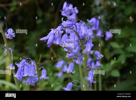 Bluebells Or Wild Hyacinths Closeup Of A Few Small Blue Bell Like