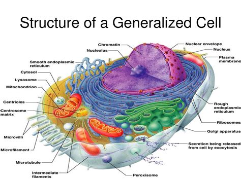 Human Cell Diagrams Images And Pictures Becuo