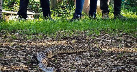 Puff Adder Bitis Arietans At A Venomous Snake Handling Course Album