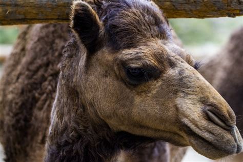 Camel Free Stock Photo Public Domain Pictures
