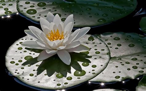 Download Nature Water Lily Hd Wallpaper