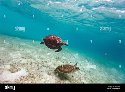 Hawksbill Sea Turtles Swimming In Tropical Ocean Stock Photo Alamy