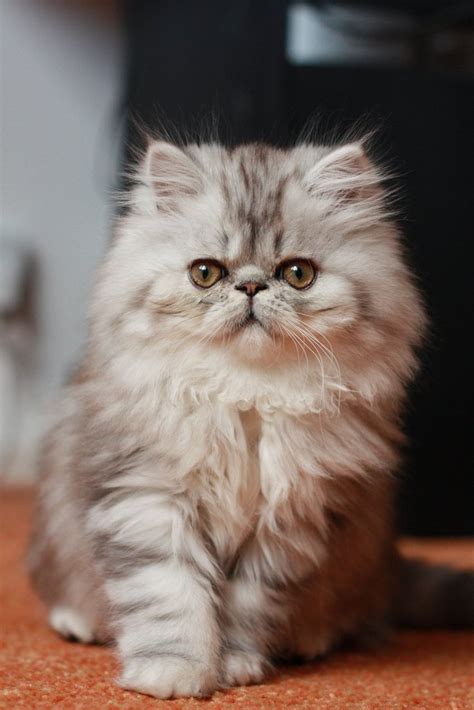 Discovering The Unique Characteristics Of Persian Cat Breeds Catmags Com