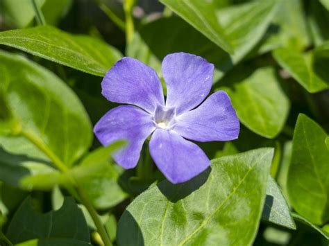 Can Vinca Vine Grow Indoors Read This First Leafyjournal
