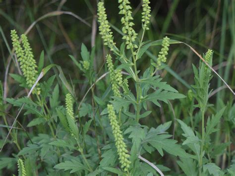 Autumn Hay Fever Rare Ragweed Pollen Set To Extend Misery For