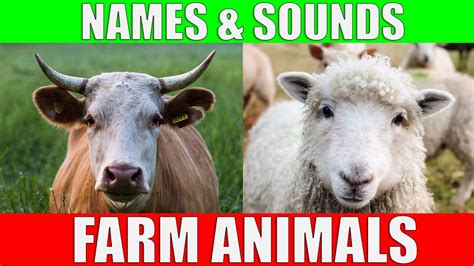 Farm Animals Names And Sounds For Kids To Learn Learning Farm Animal