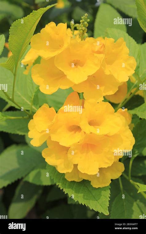 Tecoma Stans Flowering Perennial Shrub Trumpet Vine Bignoniaceae Yellow