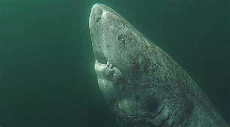 Greenland is one of the coldest countries in the world since almost the whole year the temperatures are below zero degrees celsius (32˚f). This 400-Year-Old Greenland Shark Is The World's Oldest ...